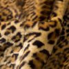 women's faux fur leopard coat